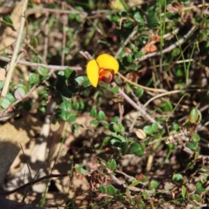 Bossiaea buxifolia at Kambah, ACT - 20 Sep 2023