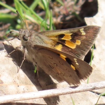 Trapezites phigalia (Heath Ochre) at Kambah, ACT - 20 Sep 2023 by MatthewFrawley