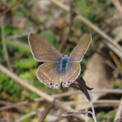 Lampides boeticus (Long-tailed Pea-blue) at Tuggeranong, ACT - 20 Sep 2023 by MatthewFrawley