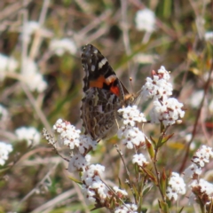 Vanessa kershawi (Australian Painted Lady) at Tuggeranong, ACT - 20 Sep 2023 by MatthewFrawley