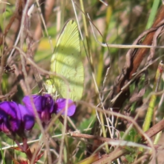 Eurema smilax (Small Grass-yellow) at Tuggeranong, ACT - 20 Sep 2023 by MatthewFrawley