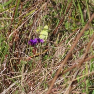 Eurema smilax at Tuggeranong, ACT - 20 Sep 2023 02:22 PM