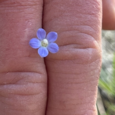 Wahlenbergia sp. (Bluebell) at Higgins, ACT - 18 Sep 2023 by Jillw