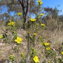 Hibbertia calycina (Lesser Guinea-flower) at Tuggeranong, ACT - 20 Sep 2023 by MatthewFrawley