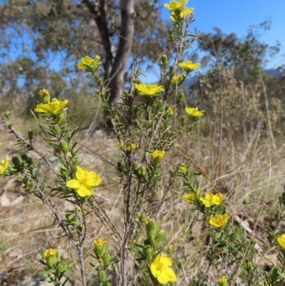 Hibbertia calycina (Lesser Guinea-flower) at Tuggeranong, ACT - 20 Sep 2023 by MatthewFrawley