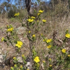 Hibbertia calycina at Tuggeranong, ACT - 20 Sep 2023