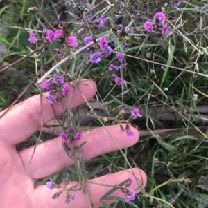 Glycine clandestina at Burra Creek, NSW - 20 Sep 2023