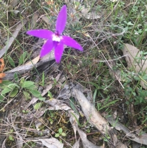 Glossodia major at Burra Creek, NSW - suppressed