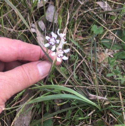 Wurmbea dioica subsp. dioica (Early Nancy) at Burra Creek, NSW - 20 Sep 2023 by SuePolsen