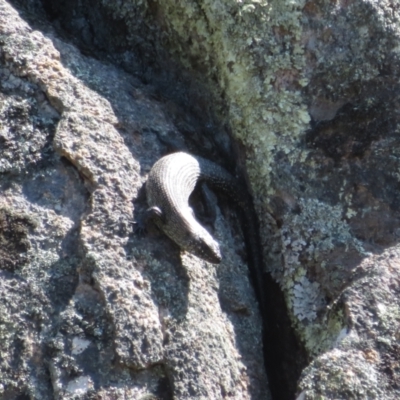 Egernia cunninghami (Cunningham's Skink) at Namadgi National Park - 19 Sep 2023 by Christine