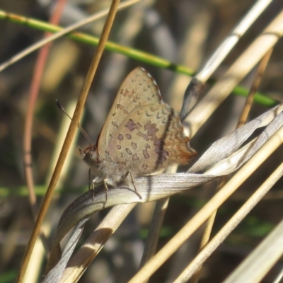 Paralucia aurifera (Bright Copper) at Namadgi National Park - 19 Sep 2023 by Christine