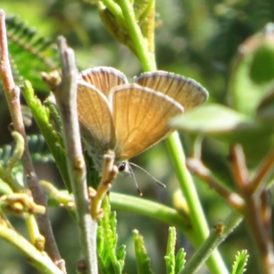 Nacaduba biocellata (Two-spotted Line-Blue) at Belconnen, ACT - 20 Sep 2023 by Christine