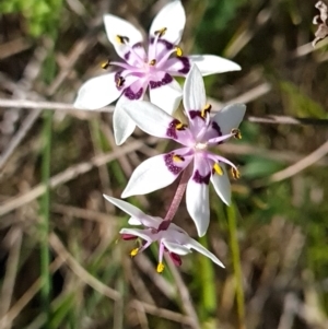 Wurmbea dioica subsp. dioica at Gungahlin, ACT - 20 Sep 2023 03:09 PM