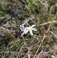 Wurmbea dioica subsp. dioica at Gungahlin, ACT - 20 Sep 2023 03:09 PM