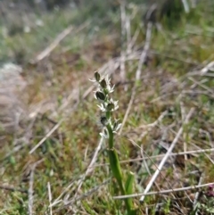 Wurmbea dioica subsp. dioica at Gungahlin, ACT - 20 Sep 2023 03:09 PM