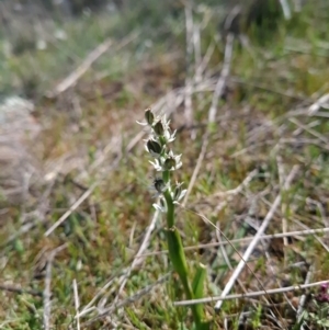 Wurmbea dioica subsp. dioica at Gungahlin, ACT - 20 Sep 2023 03:09 PM