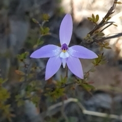 Glossodia major (Wax Lip Orchid) at Canberra Central, ACT - 19 Sep 2023 by WalkYonder