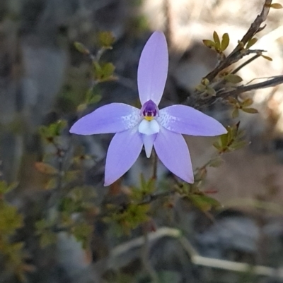 Glossodia major (Wax Lip Orchid) at Canberra Central, ACT - 18 Sep 2023 by WalkYonder