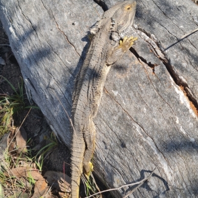 Pogona barbata (Eastern Bearded Dragon) at Aranda Bushland - 19 Sep 2023 by WalkYonder