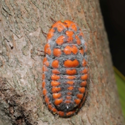 Monophlebulus sp. (genus) (Giant Snowball Mealybug) at Wellington Point, QLD - 18 Sep 2023 by TimL