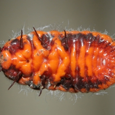 Monophlebulus sp. (genus) (Giant Snowball Mealybug) at Wellington Point, QLD - 18 Sep 2023 by TimL