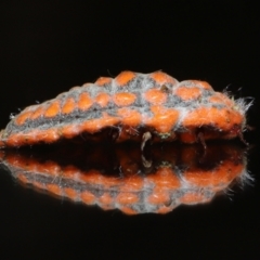 Monophlebulus sp. (genus) at Wellington Point, QLD - suppressed