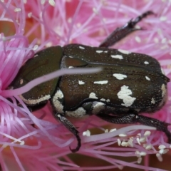 Glycyphana stolata at Cleveland, QLD - 20 Sep 2023 12:28 PM