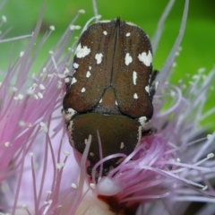 Glycyphana stolata at Cleveland, QLD - 20 Sep 2023 12:28 PM