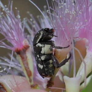 Glycyphana stolata at Cleveland, QLD - 20 Sep 2023 12:28 PM