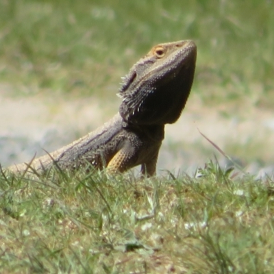 Pogona barbata (Eastern Bearded Dragon) at Woodstock Nature Reserve - 20 Sep 2023 by Christine