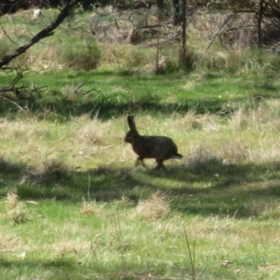 Lepus capensis (Brown Hare) at Woodstock Nature Reserve - 20 Sep 2023 by Christine