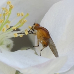 Sapromyza sp. (genus) (A lauxaniid fly) at Braemar, NSW - 20 Sep 2023 by Curiosity