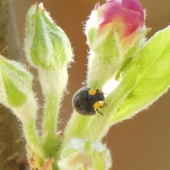 Apolinus lividigaster (Yellow Shouldered Ladybird) at Braemar, NSW - 20 Sep 2023 by Curiosity