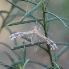 Stangeia xerodes (A plume moth) at Caladenia Forest, O'Connor - 16 Sep 2023 by ConBoekel