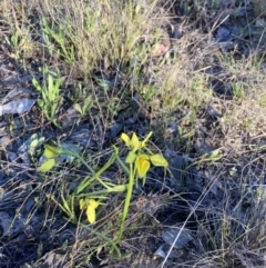 Diuris chryseopsis (Golden Moth) at Karabar, NSW - 20 Sep 2023 by Youspy