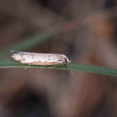 Philobota stella (A concealer moth) at Caladenia Forest, O'Connor - 16 Sep 2023 by ConBoekel