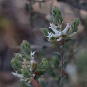 Brachyloma daphnoides at Acton, ACT - 16 Sep 2023