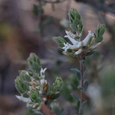 Brachyloma daphnoides (Daphne Heath) at Acton, ACT - 16 Sep 2023 by ConBoekel