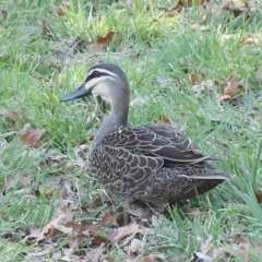 Anas superciliosa (Pacific Black Duck) at City Renewal Authority Area - 18 Sep 2023 by ConBoekel