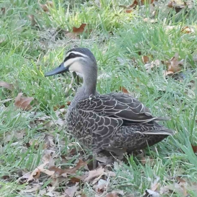 Anas superciliosa (Pacific Black Duck) at Haig Park - 18 Sep 2023 by ConBoekel