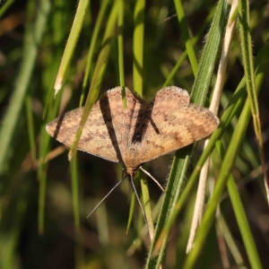 Scopula rubraria at Turner, ACT - 18 Sep 2023