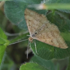 Scopula rubraria (Reddish Wave, Plantain Moth) at Turner, ACT - 18 Sep 2023 by ConBoekel