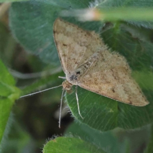 Scopula rubraria at Turner, ACT - 18 Sep 2023