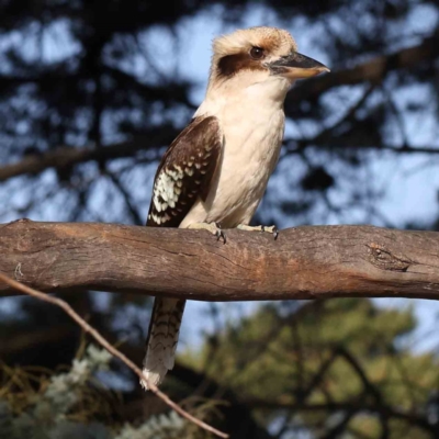 Dacelo novaeguineae (Laughing Kookaburra) at Turner, ACT - 18 Sep 2023 by ConBoekel