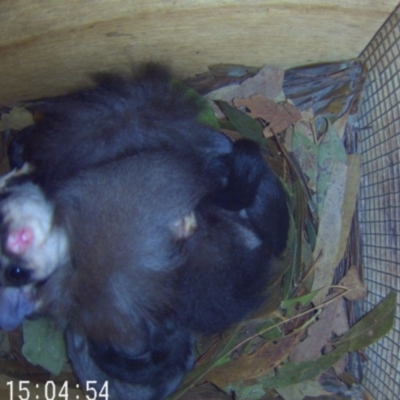 Petaurus norfolcensis (Squirrel Glider) at Lavington, NSW - 20 Sep 2023 by AlburyCityEnviros