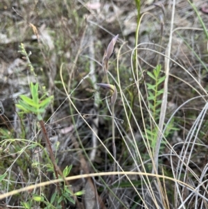 Lyperanthus suaveolens at Canberra Central, ACT - suppressed