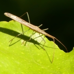 Mutusca brevicornis (A broad-headed bug) at Braemar, NSW - 18 Sep 2023 by Curiosity