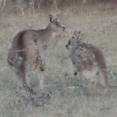 Macropus giganteus (Eastern Grey Kangaroo) at Conder, ACT - 17 Sep 2023 by MichaelBedingfield