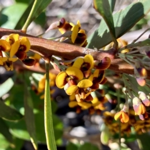 Daviesia mimosoides subsp. mimosoides at Wamboin, NSW - 21 Sep 2023