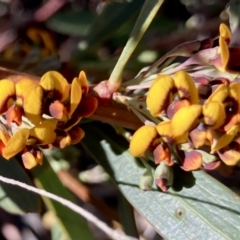 Daviesia mimosoides subsp. mimosoides at Wamboin, NSW - 21 Sep 2023